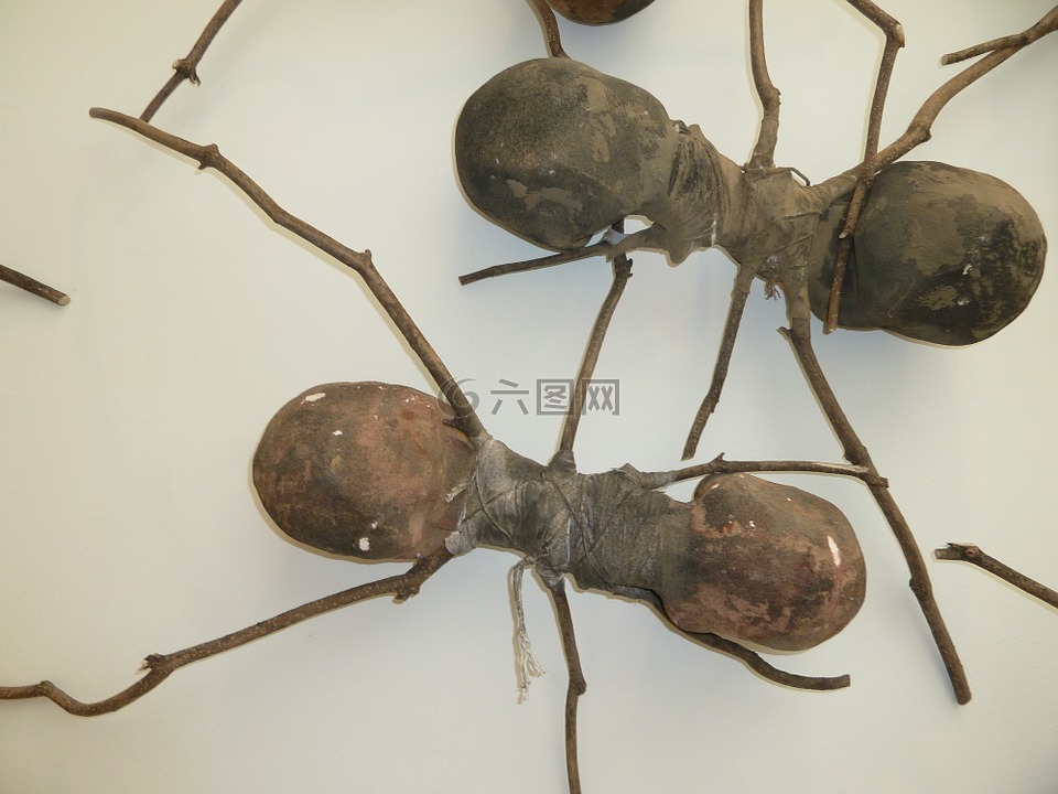 蚂蚁,木蚂蚁,蚂蚁艺术