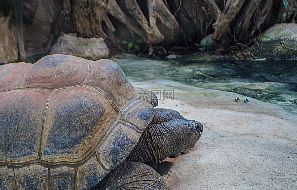 塞舌尔群岛巨龟,巨龟,aldabrachelys 柏