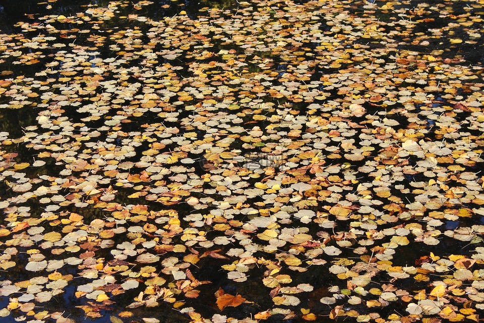 叶子在水中,秋,下跌