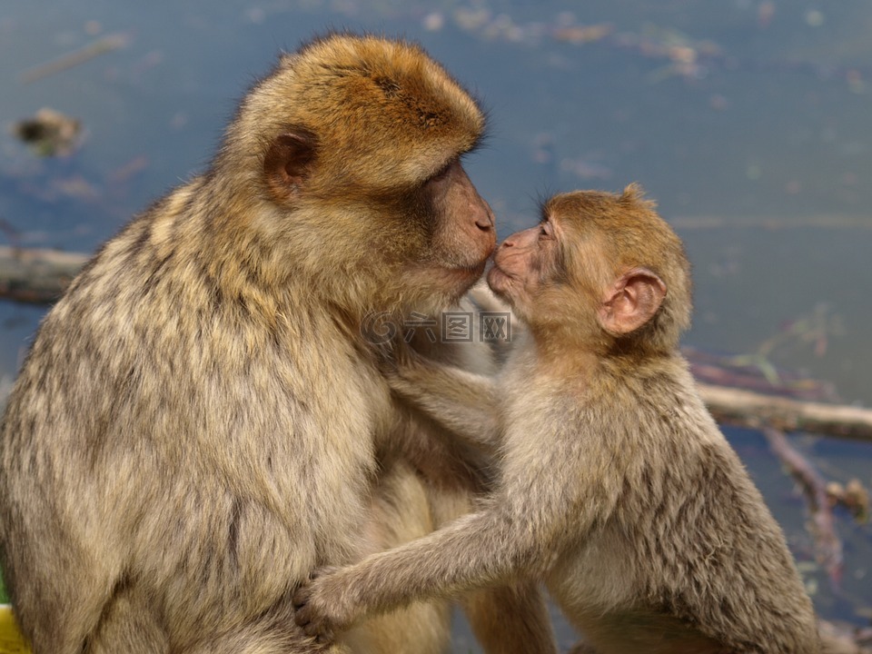 巴巴里猕猴,巴巴利猿,吻