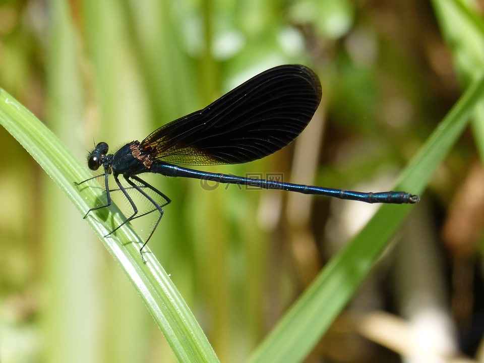 黑蜻蜓,豆娘,湿地