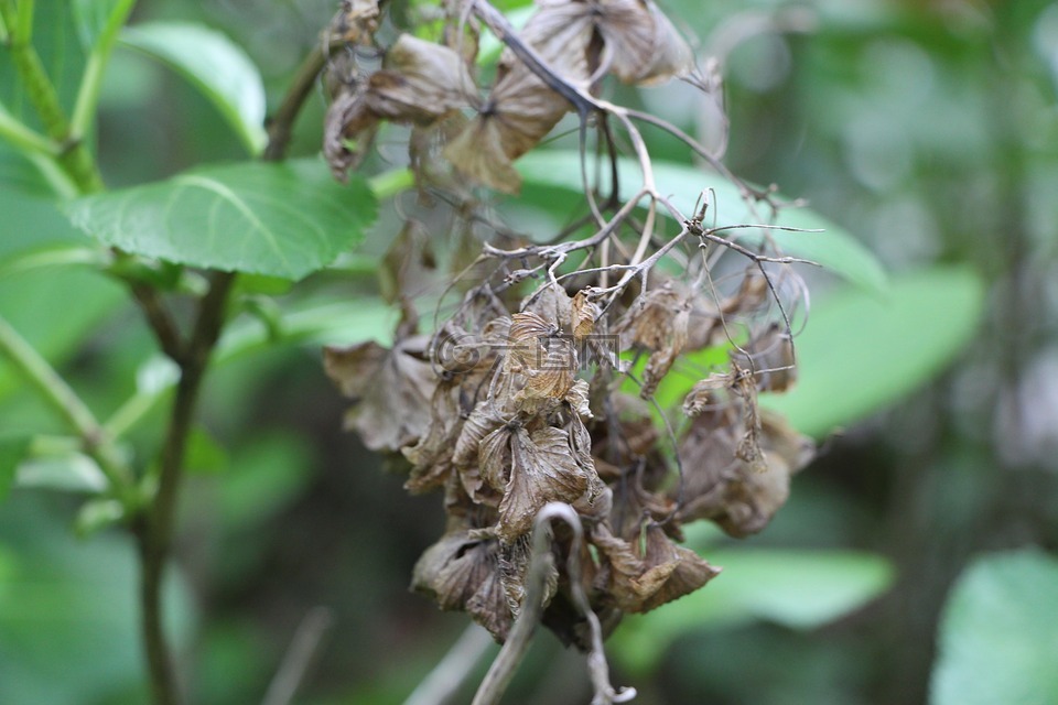 枯叶,树叶枯萎,枯黄树叶