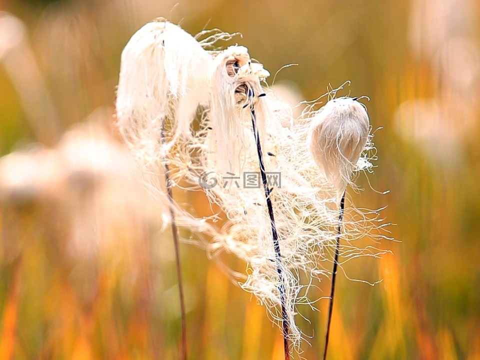 北温带兰,棉花,白