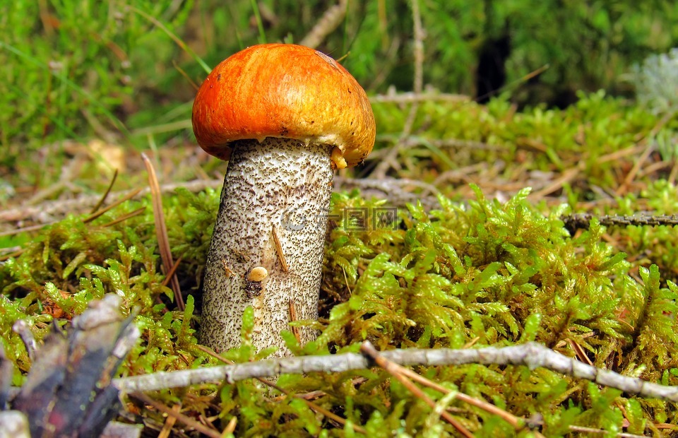 橙帽牛肝菌,蘑菇,森林