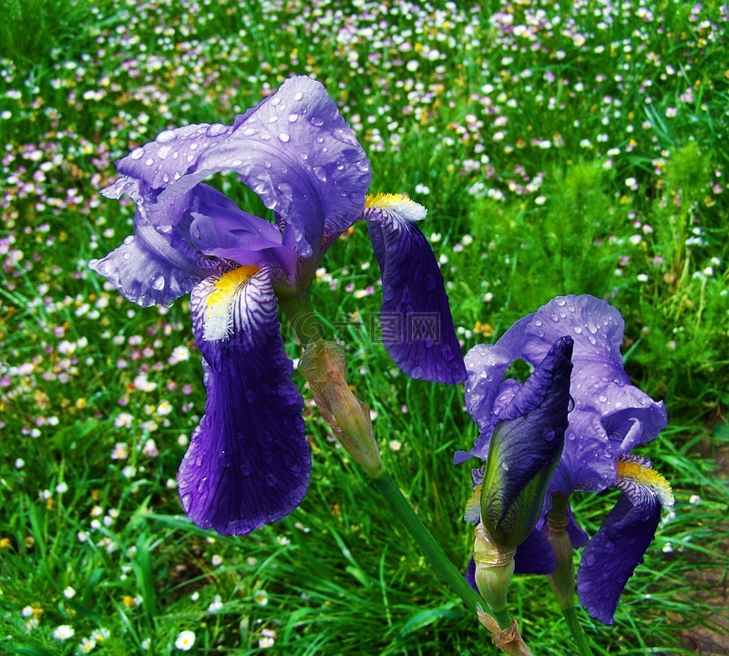 百合花饰,蓝紫色花,春天的花朵