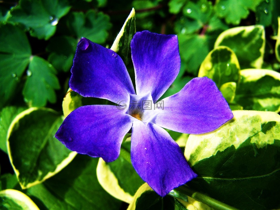 蓝紫色花,春天的花朵,花园