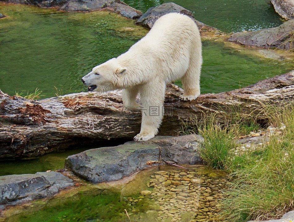 白熊,熊,动物园