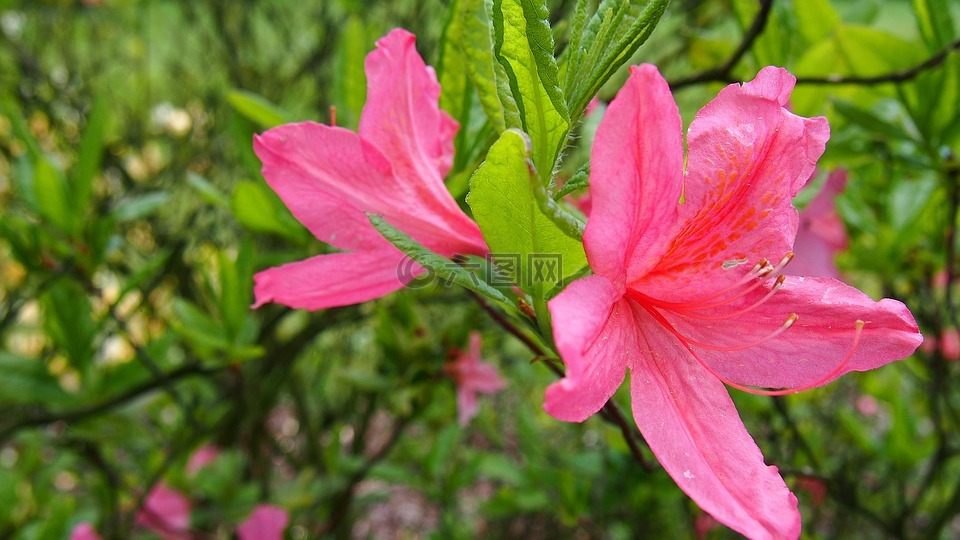 杜鵑花,花,粉色