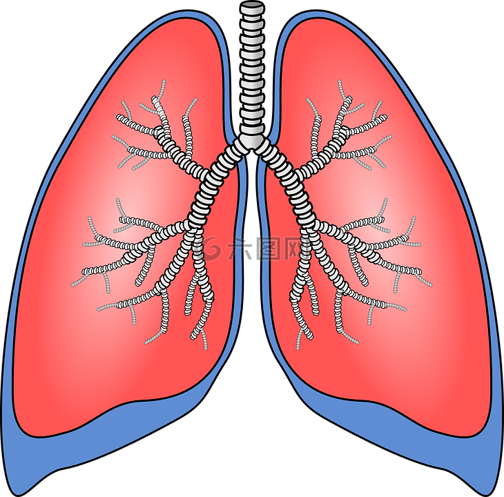肺,器官,解剖
