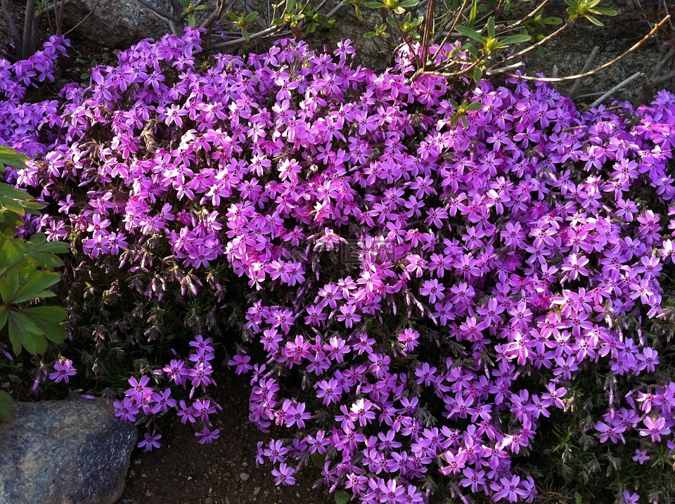 鲜花,紫色,紫色的花朵