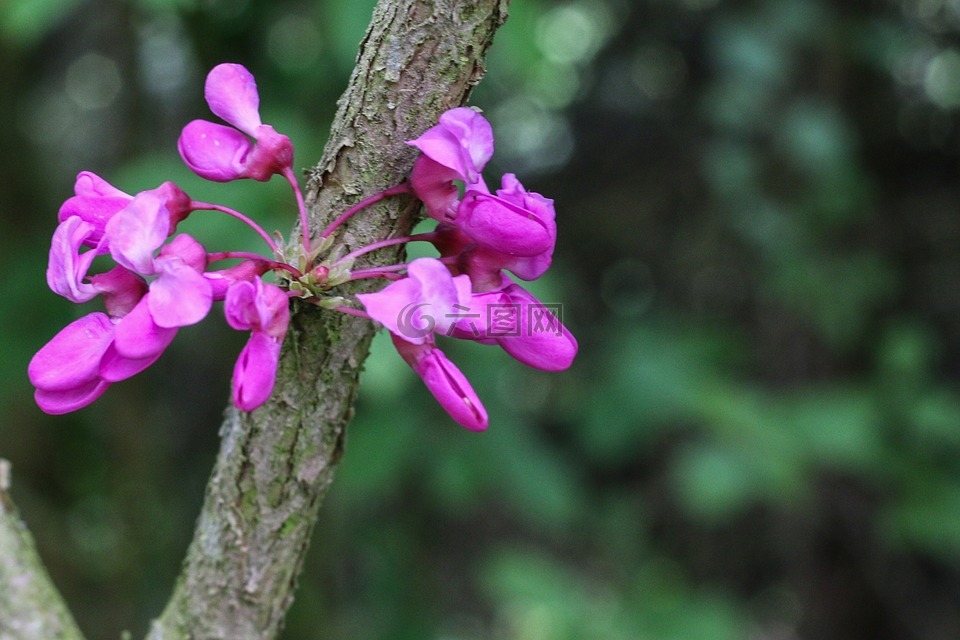 朱迪亚的树,粉红色的花朵,紫荆裂