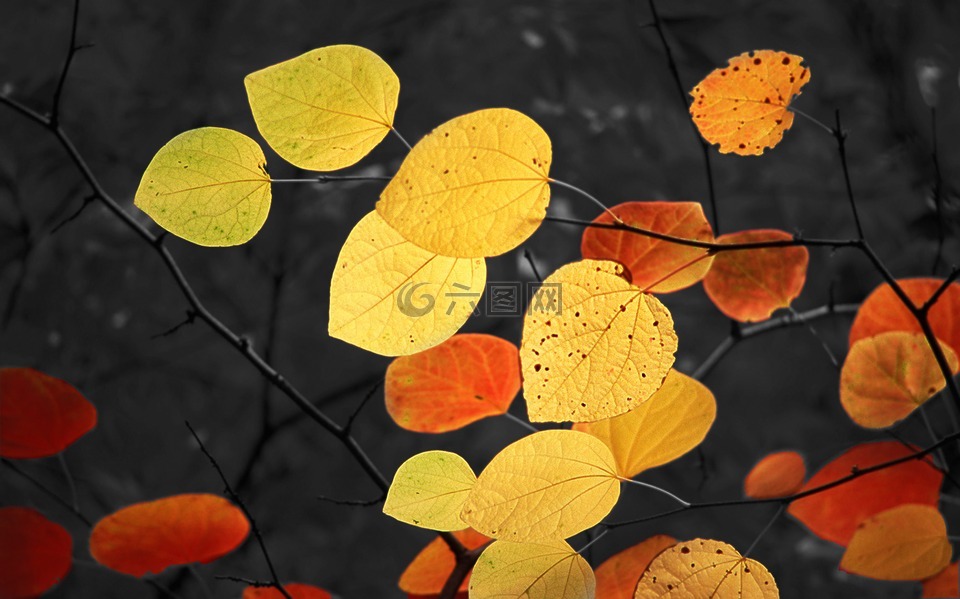 叶子,秋季,金色的秋天