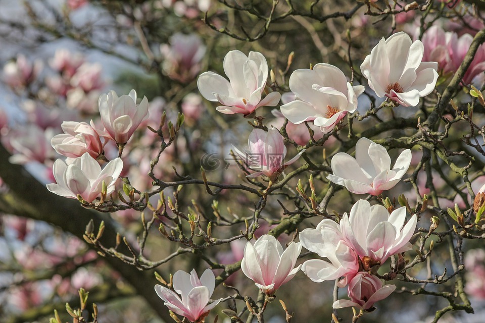 白玉兰树,白玉兰花,春天
