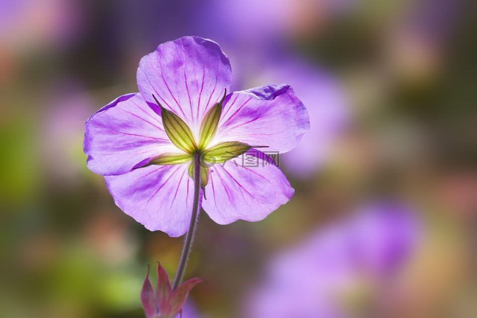 文件夹雪莲花雪花莲外源plicatus紫