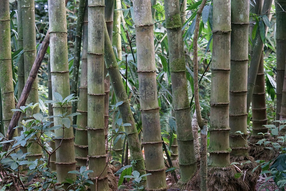 竹子根状茎图片