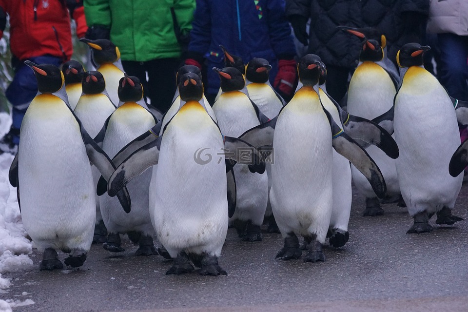 国王企鹅,步行,企鹅巡游