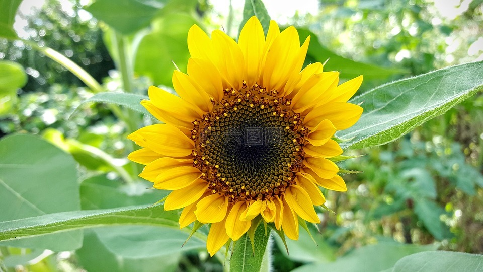 花,向日葵,夏天