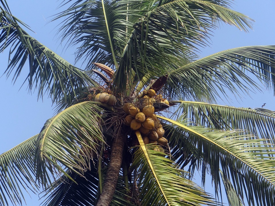 棕榈树,棕榈叶,椰子