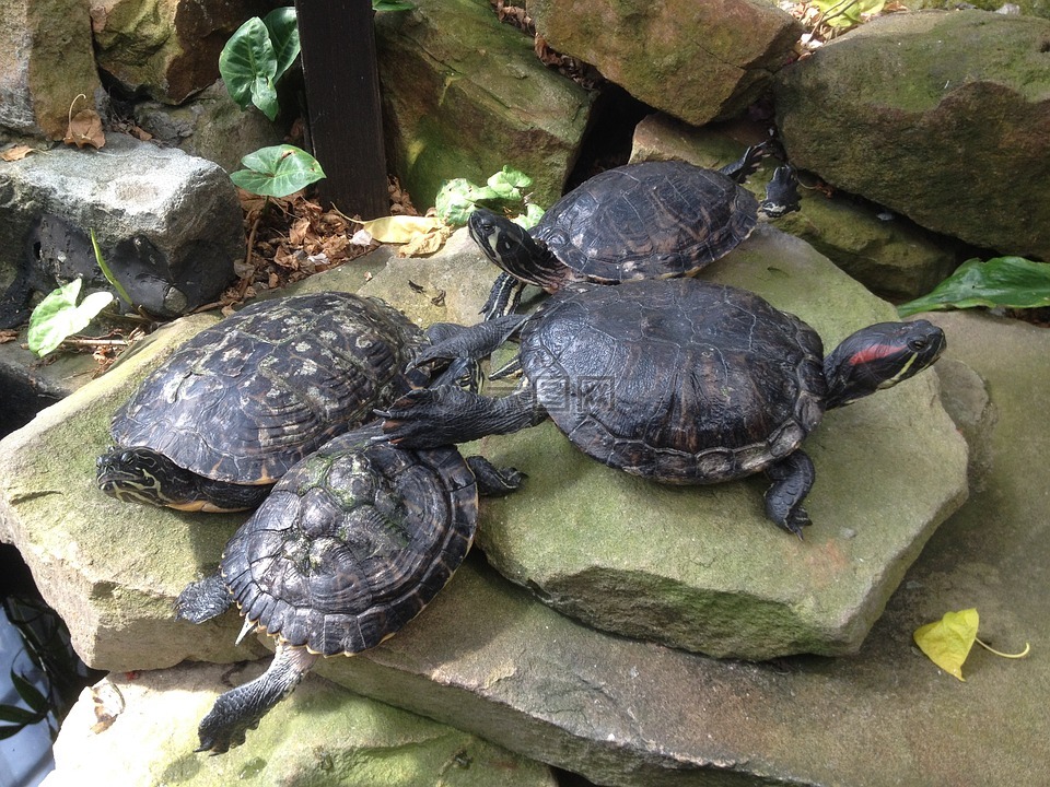 水龟,海龟,滑块