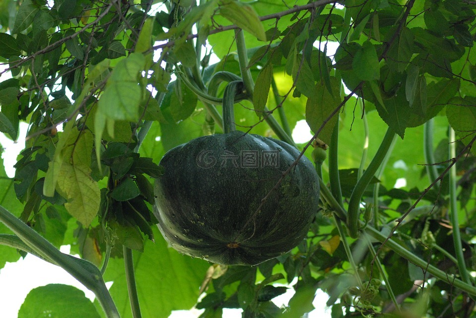 野生南瓜,蔬菜,字段