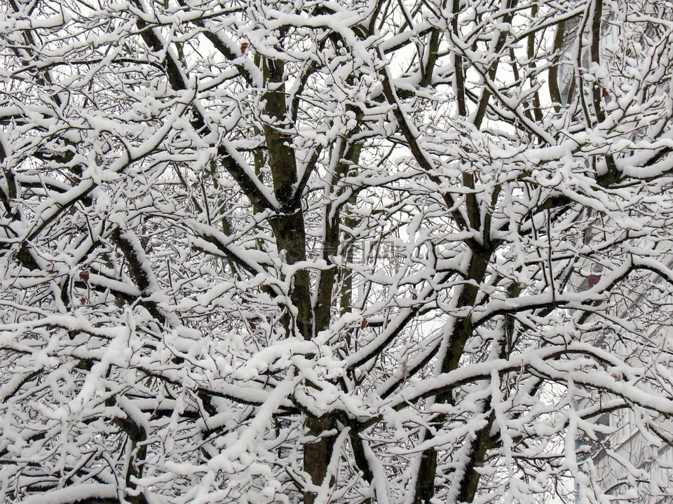 冬天,雪,树