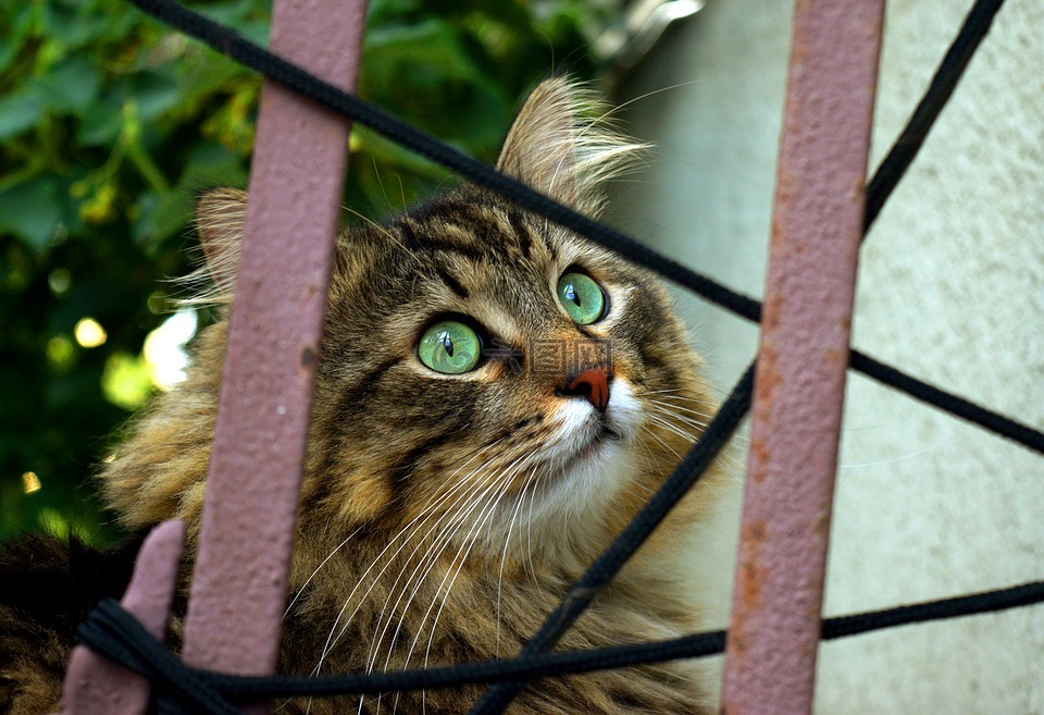 猫,后面篱笆,好奇