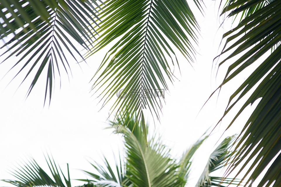 棕榈树,椰子树,棕榈叶