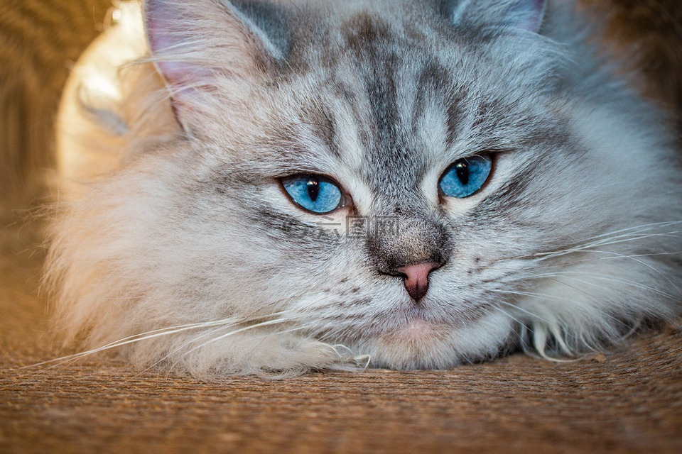 猫,西伯利亚森林猫,蓝色的眼睛