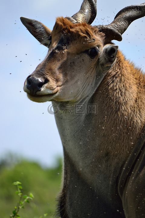 大羚羊,内罗毕,内罗毕国家公园