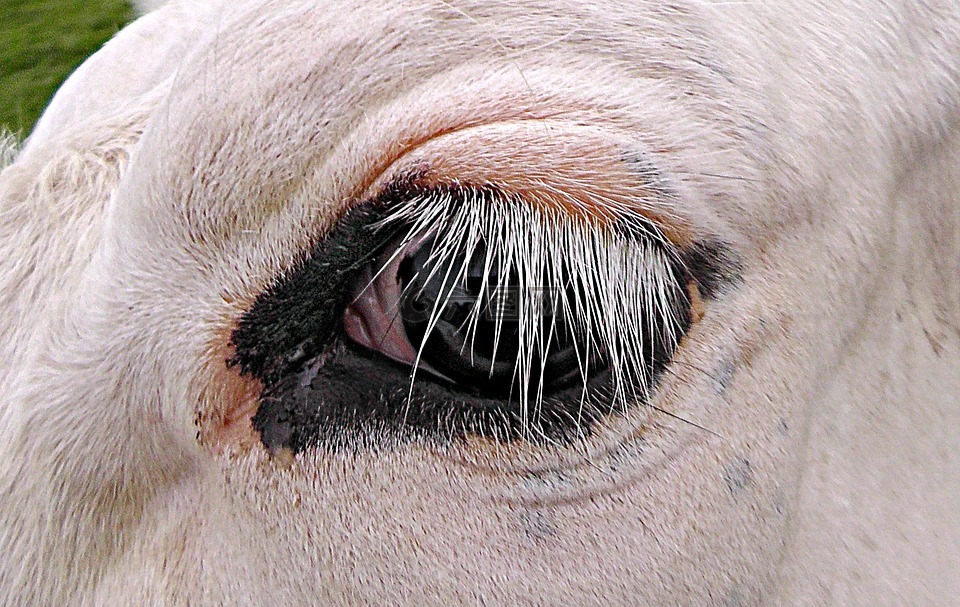 牛,眼,牛的眼睛