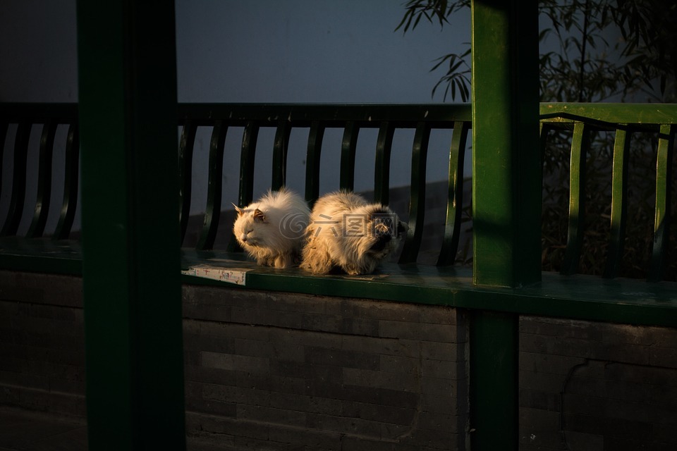 猫,中山公园,北京