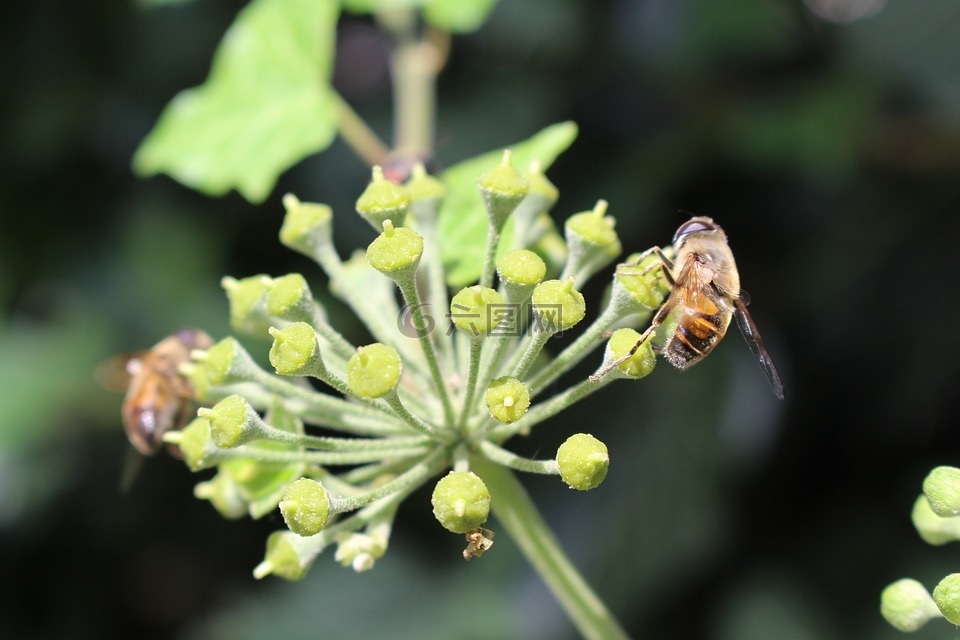 常春藤,蜜蜂,长期栽培
