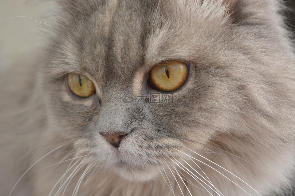 猫,灰色,猫的眼睛