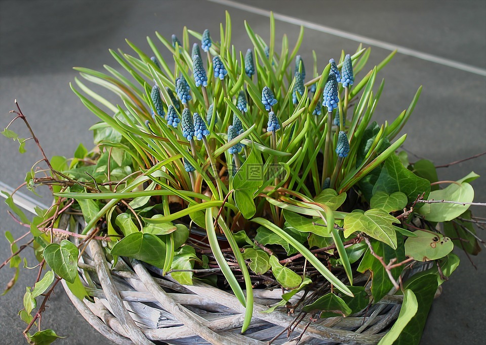 春天的花朵,春天,花卉