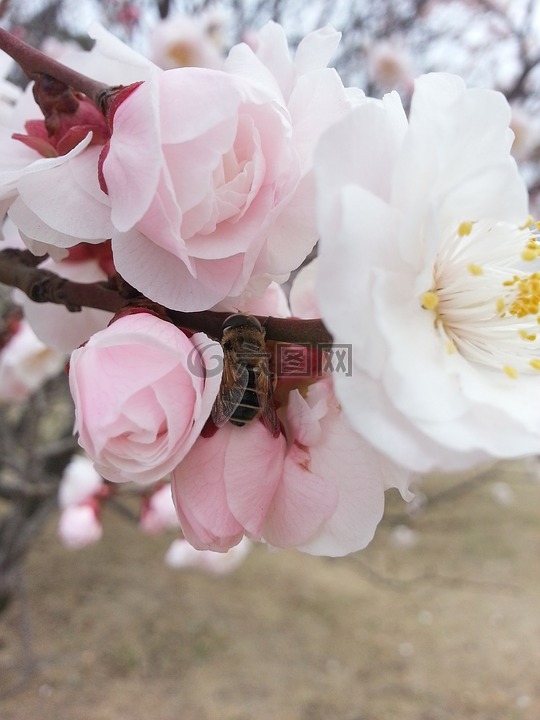 春天,桃花,蜜蜂
