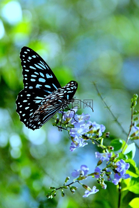 昆虫,蓝色,花