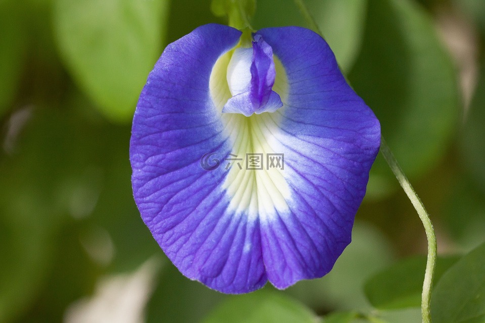 蓝色 klitorie,开花,clitoria ternatea