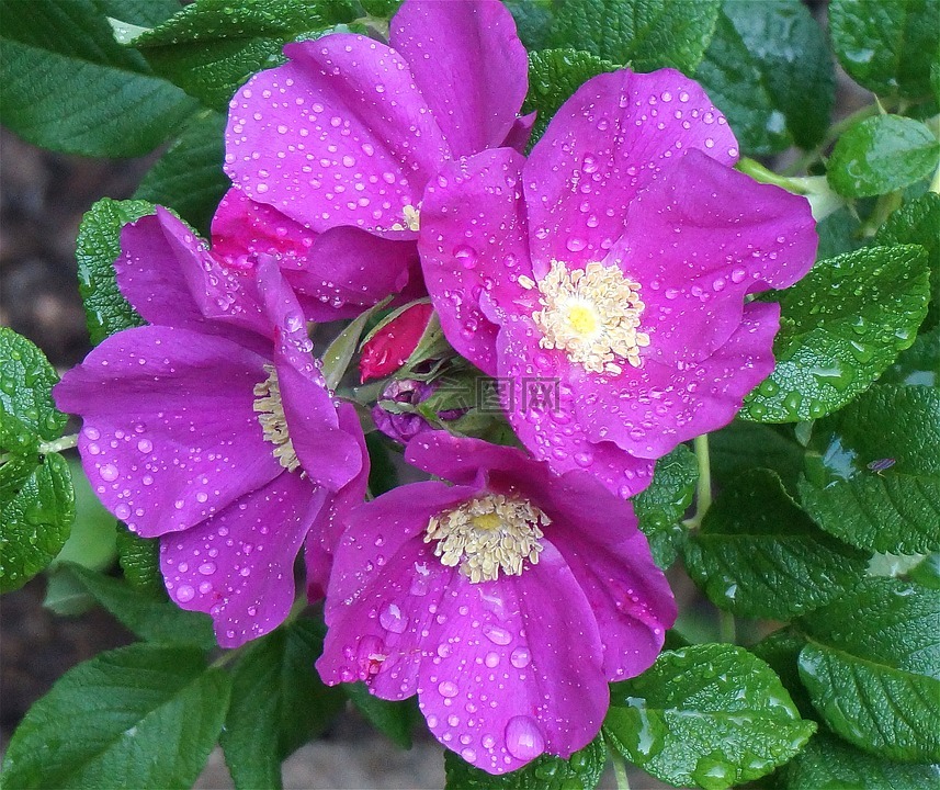 玫瑰,藿香玫瑰,雨湿