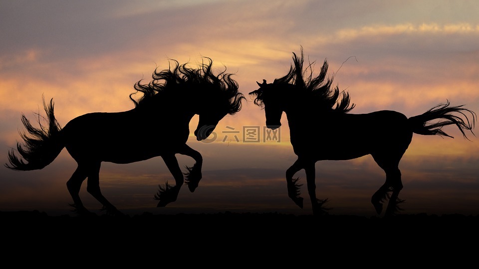 马匹,日落,的photoshop