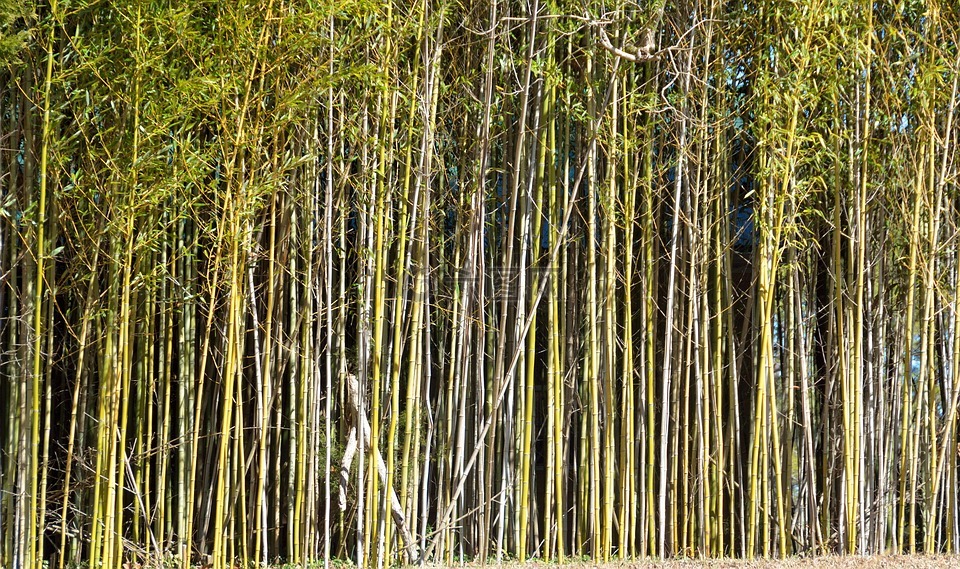 竹树,背景,竹