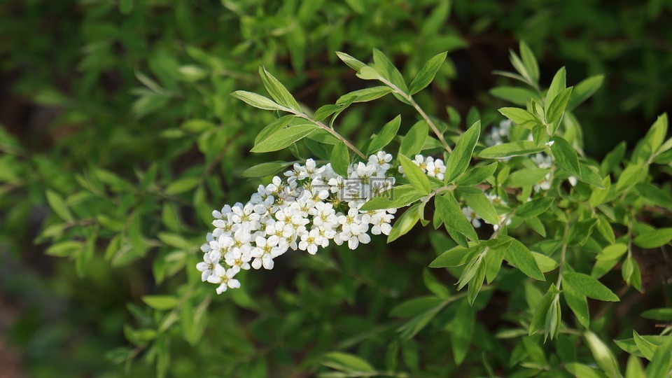 angervo,白花,芽