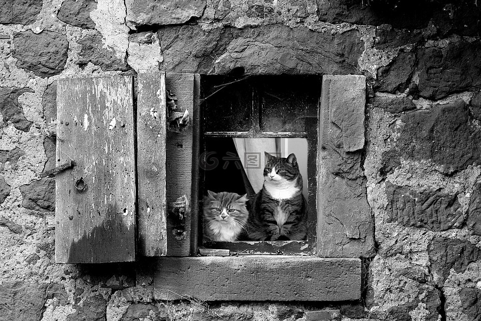 穆尔,猫,窗口