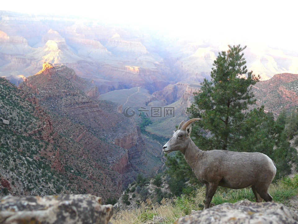 山绵羊,大峡谷国家公园,母羊