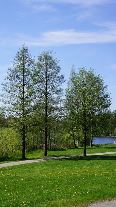 芬兰,景观,落叶乔木