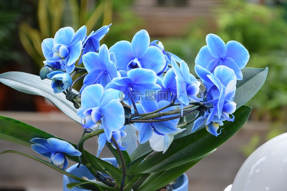 花朵兰花,蓝色的兰花,兰花