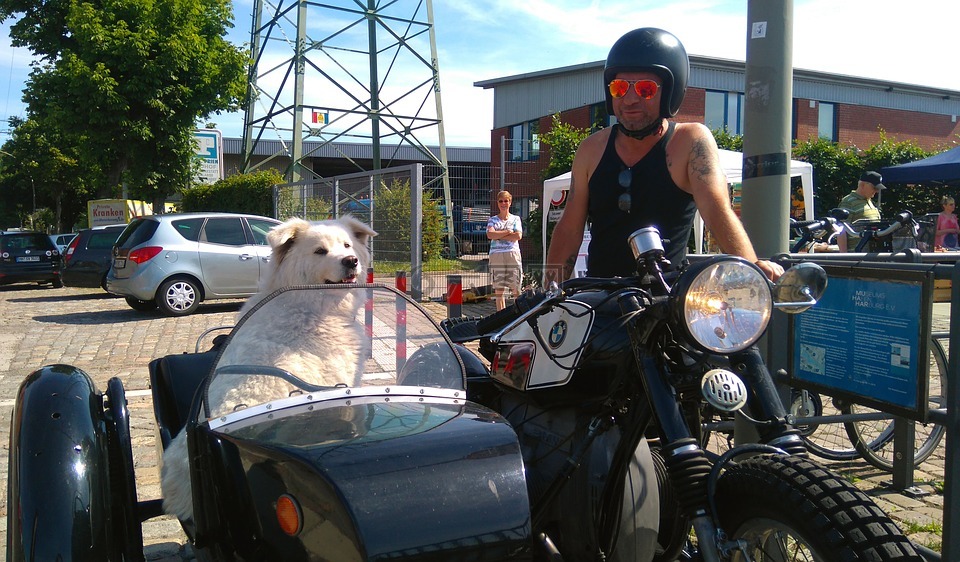 三轮摩托车,狗在一边车,哈尔堡海港节