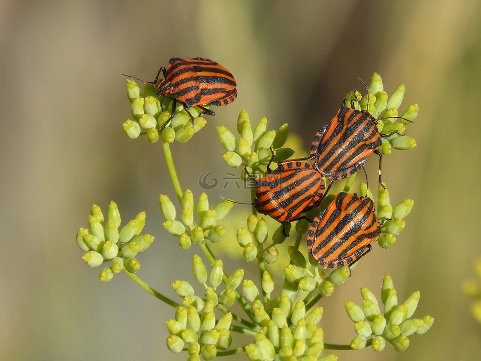 甲虫,bug,繁殖