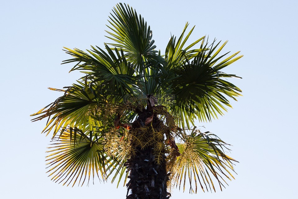 棕榈,棕榈科植物在,扇形棕榈