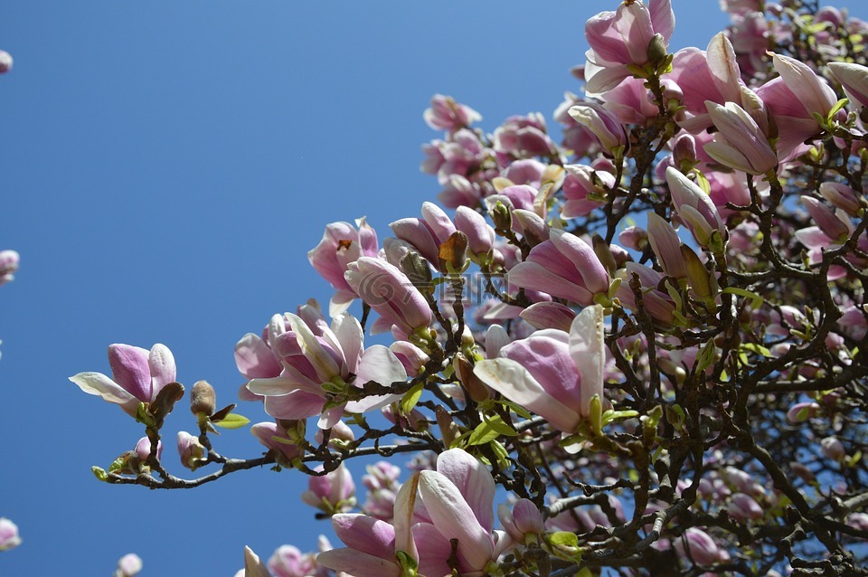 春天,郁金香树,花卉