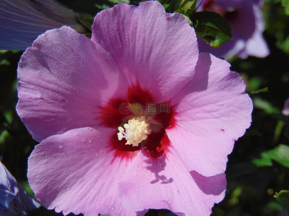 锦葵属植物,紫色,花卉